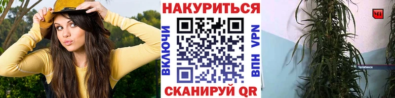 Каннабис план  Кудрово 